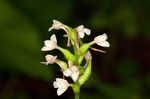 Small green wood orchid